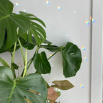 Silver Hoop Drop Crystal Suncatcher Rainbow Maker Window Hanging 12cm diameter ring Decoration gift